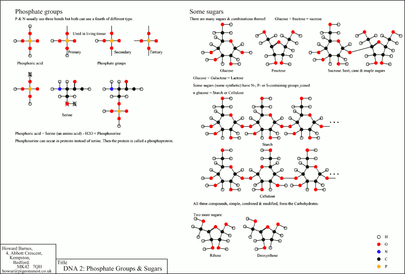 Phosphate Groups and Sugars
