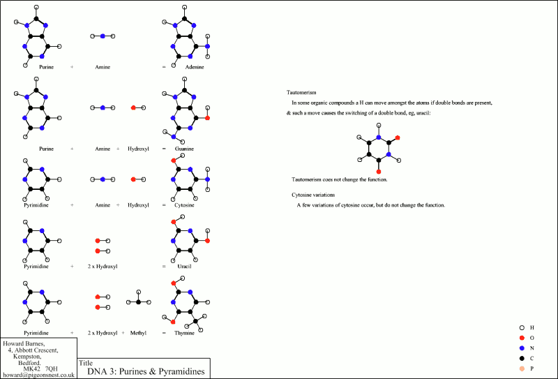 Purines and Pyramidines