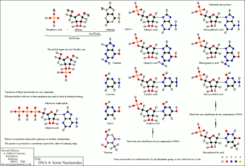Some Nucleotides