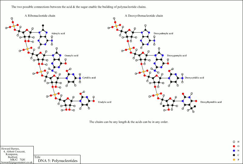 Polynucleotides