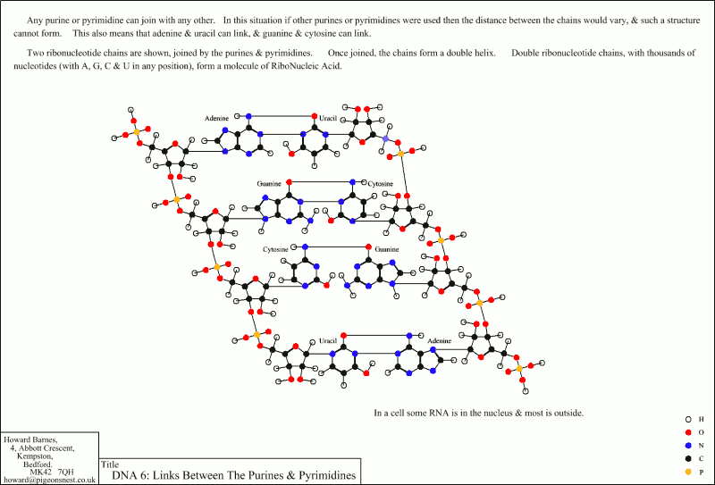 Links between Purines and Pyramidines