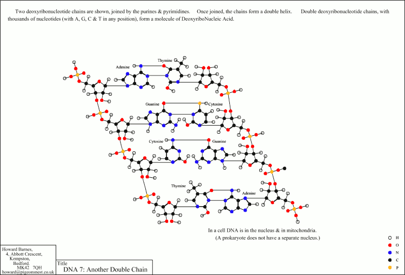 Another Double Chain