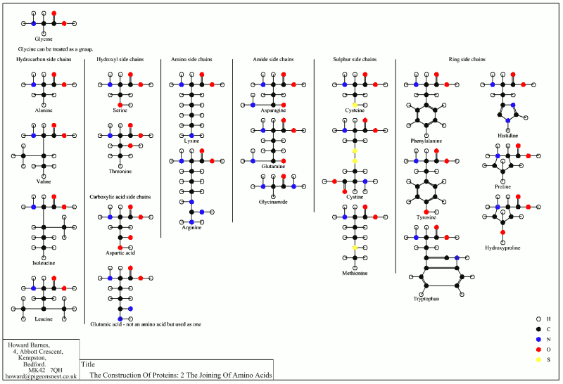 The Construction of Proteins: The Joining of Amino Acids