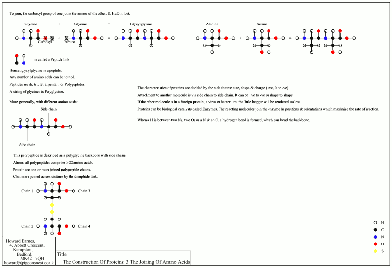 The Construction of Proteins: The Joining of Amino Acids