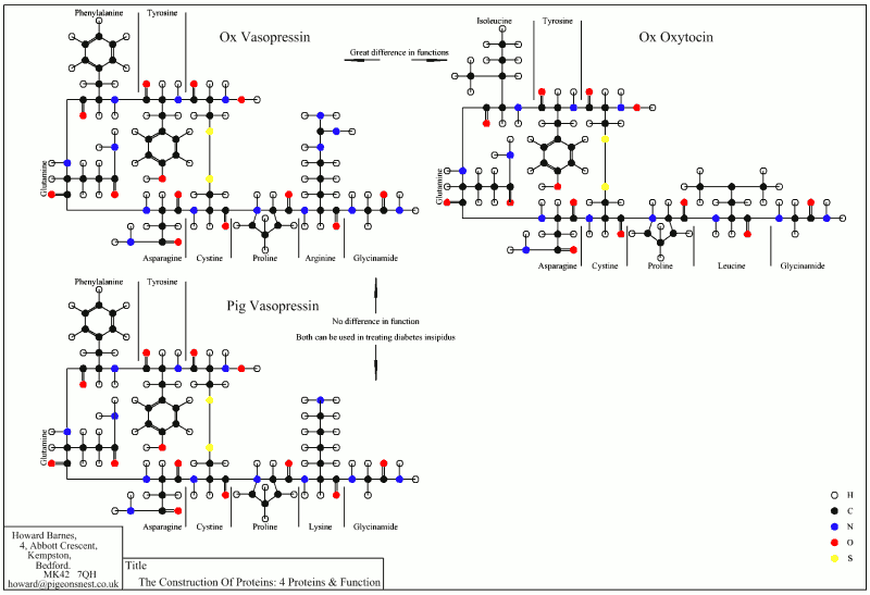 The Construction of Proteins: Proteins and Function