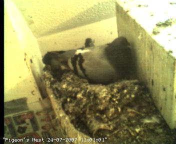 Nesting pigeon approx 24 hours ago