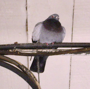 Pigeon at Worcester Shrub Hill