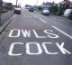 owls-cock.jpg