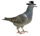 pigeon-eastwood.jpg