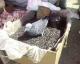 pigeon-pinching-seeds-off-market-stall.jpg