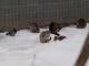 pigeon-with-cats-1.jpg