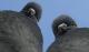 two-pigeons.jpg