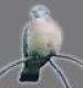 woodpigeon-small.jpg