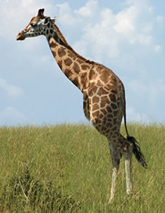 Dicycle giraffe (halfaraffe)