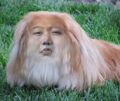 Dog with the face of Kim Jong Un