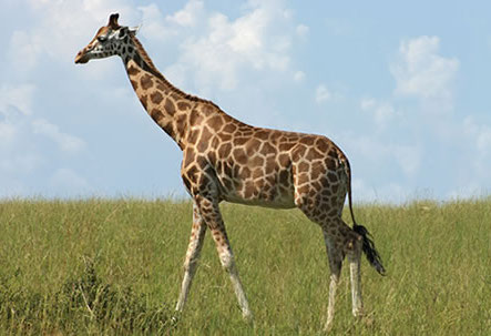 Long wheelbase giraffe