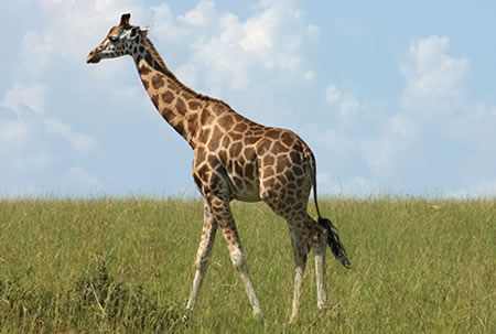 Short wheelbase giraffe