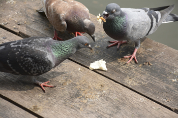 Three pigeons, one with her eyes closed