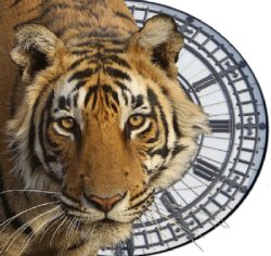 Save the tiger with tigertime.info
